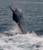 Deep Water Charter - Boat Tours