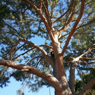 J C'S Tree Service - Riverside, CA