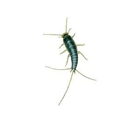 Novopest Professional Pest Management