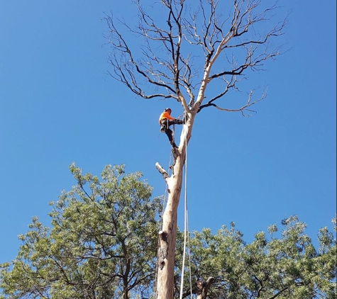Global Arborist Australia - Port Melbourne, VIC