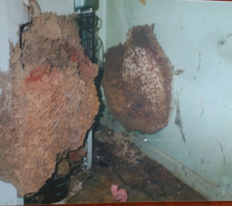 Boonah - Beaudesert Termite Specialist - Beaudesert, QLD. Termite nest located behind fridge.