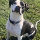 Wilson's Dog Training - Dog Training