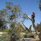 ATS Tree Services