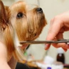 Pampered Pups Dog Grooming gallery