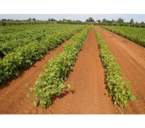 Merbein Vine Nursery - Birdwoodton, VIC