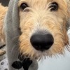 DapperTails Mobile Pet Grooming of Tampa Bay gallery