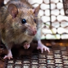 All American Pest Control gallery