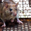 All American Pest Control - Pest Control Equipment & Supplies
