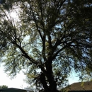 Ike's Tree Service - Arborists