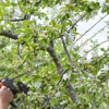 Sunshade Tree Care gallery