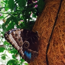 Mackinac Island Butterfly House - Tourist Information & Attractions