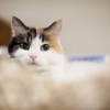 Harbor Animal Hospital gallery