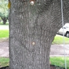 Brian's Tree Service gallery