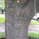 Brian's Tree Services - Tree Service