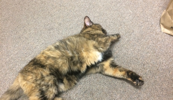 Dyer Animal Clinic - Dyer, IN. Molly our clinic cat rolling in catnip.