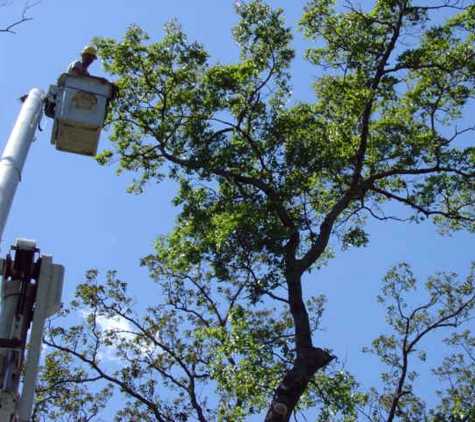 Chop Chop Tree - Austin, TX