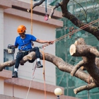 Matthew Tree Service