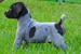 Crosspoint Kennel - Pet Breeders