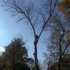 Arbor care Tree Experts, LLC