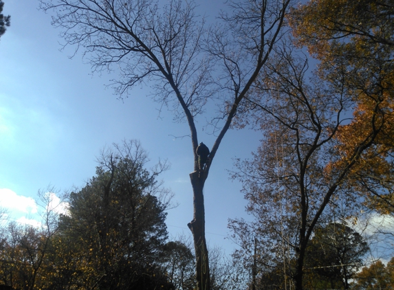 Arbor care Tree Experts, LLC - Cordova, TN