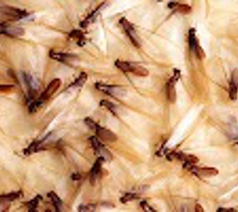 Advantech Termite & Pest Management - Phoenix, AZ