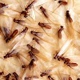 Total Termite & Pest Control