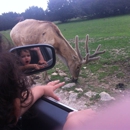 Topsey Exotic Ranch & Drive Thru Safari - Ranches