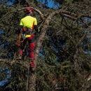 Neighborhood tree service - Tree Service