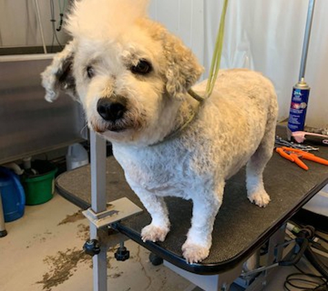 Lydia's Pet Grooming - Amherst, OH