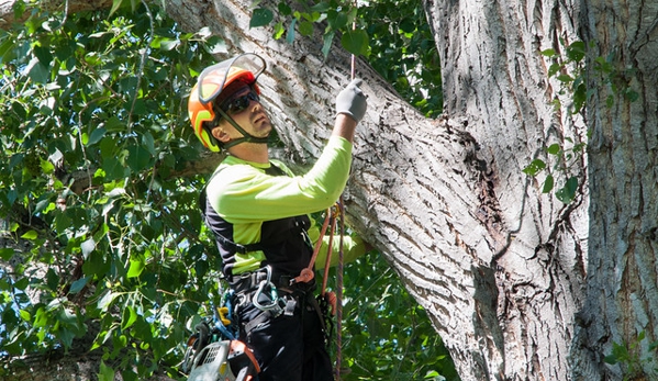 Arbortec Tree Service - Broomfield, CO. Michael B. climbing SRT
