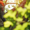 Aaa Tree Service Corp gallery