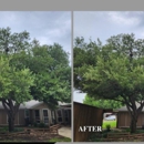 Samuel's Tree Service - Arborists