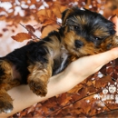 Timber and Co. Dog Training - Pet Boarding & Kennels