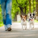 Urban Tails Dog Walking and Pet Sitting