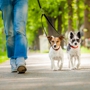 Urban Tails Dog Walking and Pet Sitting