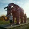 Pink Elephant gallery