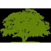 Childress Complete Tree Service gallery