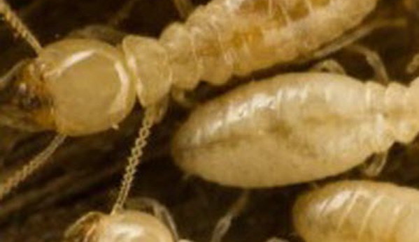 Rebel Pest - Newcastle, NSW
