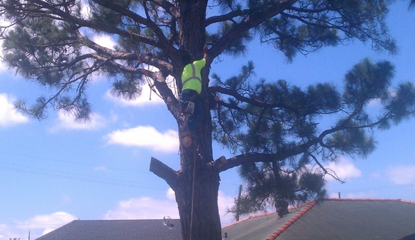 DISCOUNT ONE TREE CUTTING - New Orleans, LA