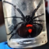 A-1 Exterminators gallery