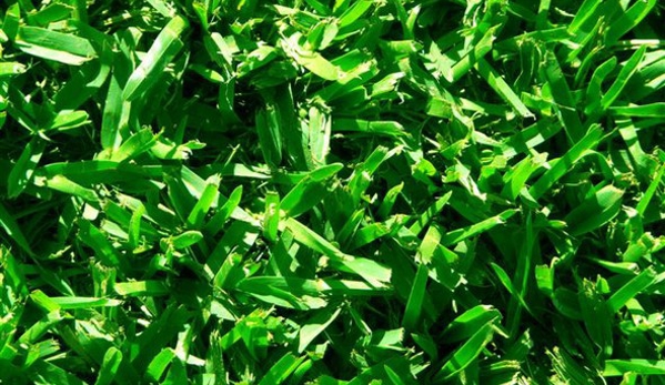 Melbourne Turf Supplies. Kings Pride Buffalo turf