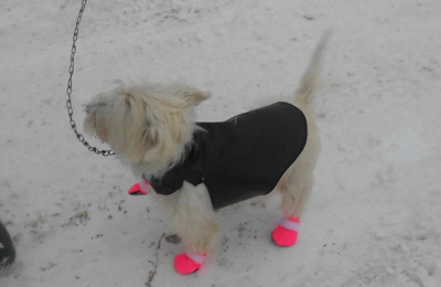 dog boots near me