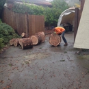 Bay Arborist - Arborists