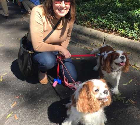 Pathway's to Growth Counseling - Charlotte, NC. Summer and Melody-- PTG's therapy dogs!