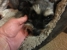 Grasshoff Veterinary Clinic - Veterinarians