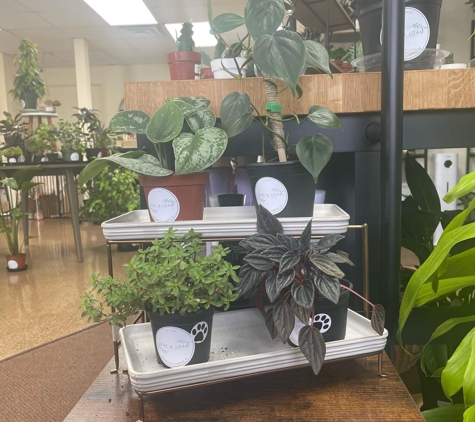 Leaf & Loam Houseplants - Williamsville, NY