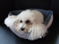 Preserved Pets - Pet Specialty Services