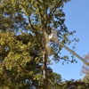 Mullinax Tree Service and More gallery