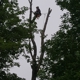 Oakes Tree Service & Rubish Removal