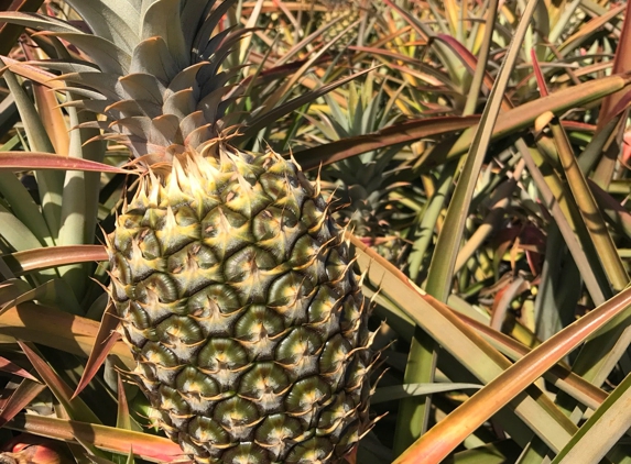 Maui Pineapple Tours - Makawao, HI